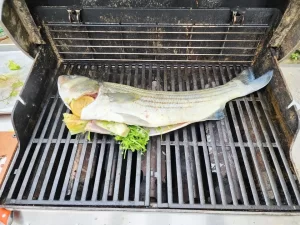 Sports Fishing New England